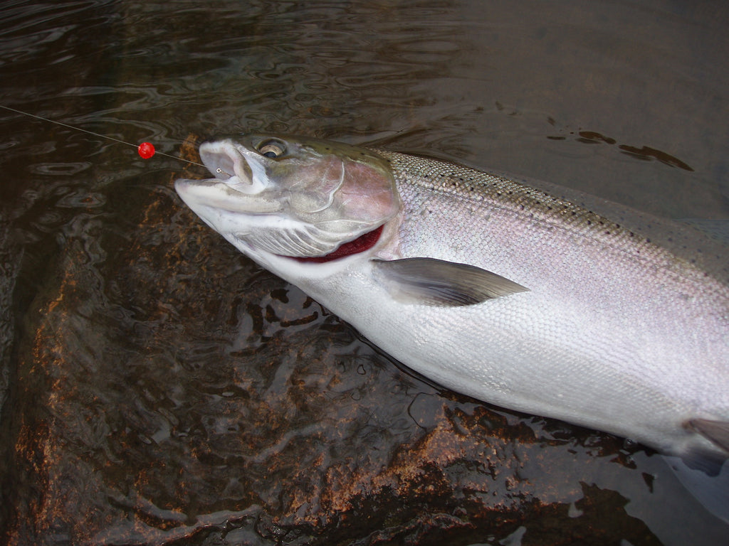 Bead Fishing Basics - Stone Cold Fishing Beads