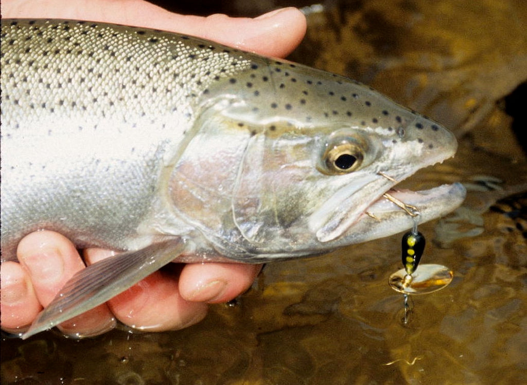 Slippin', Chuckin' and Winding For Fall Steelhead by Mike Gnatkowksi –  Great Lakes Angler