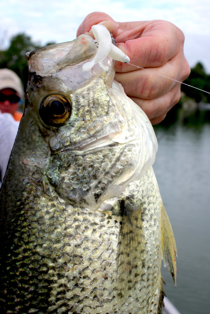 A Compass for Spring Crappies By Matt Straw – Great Lakes Angler