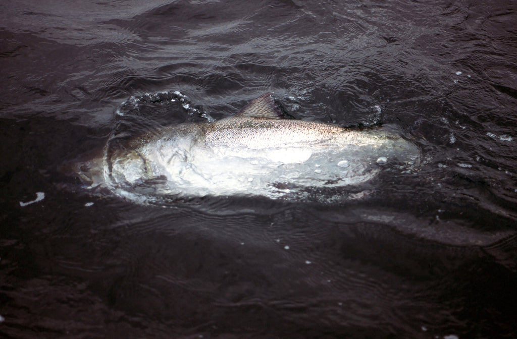 great lakes salmon fishing king chinook fish 