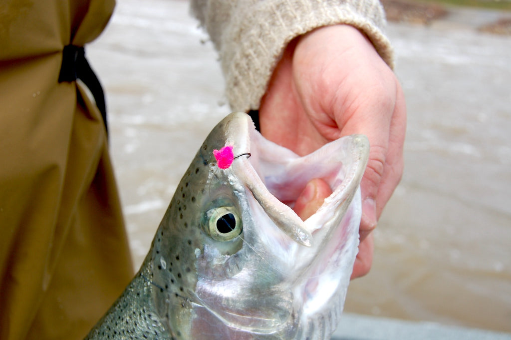 Grand River Steelhead by Bob Gwizdz – Great Lakes Angler