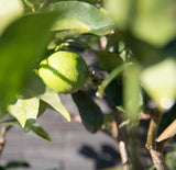 citroen limoen citrusvrucht citroenboom