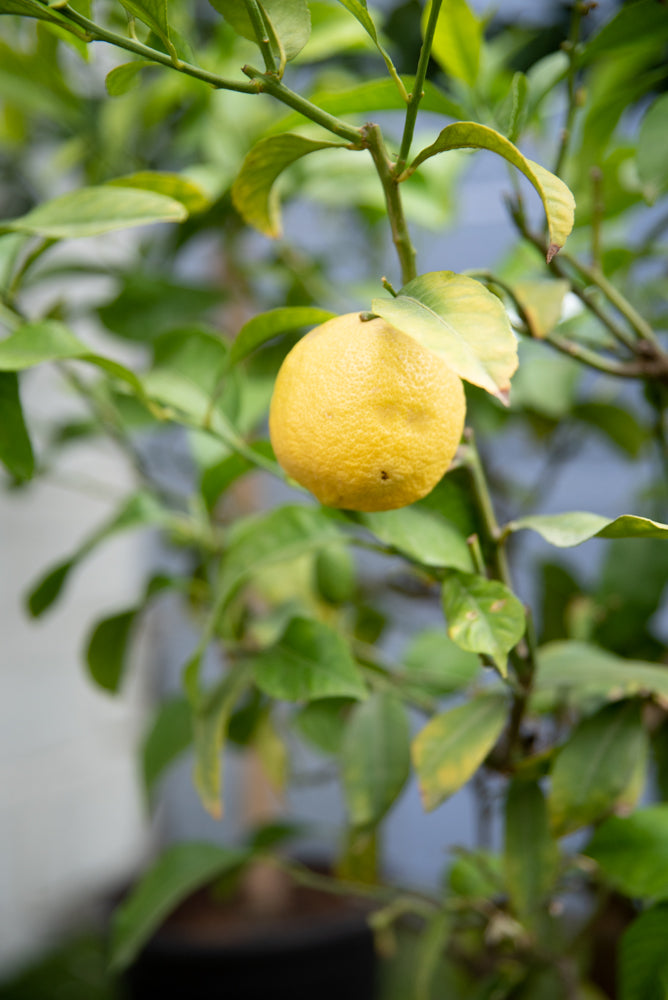 citroen citroenboom citrus
