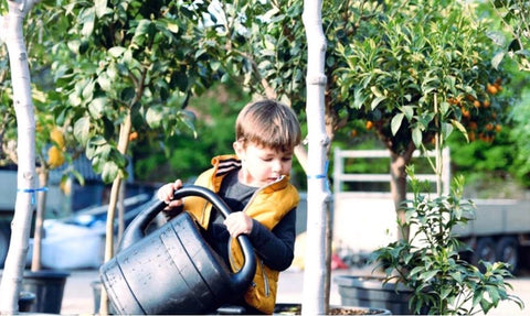 onderhoud water geven citrusbomen vijgenbomen