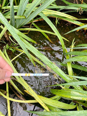 teststrip waterkwaliteit vijver algenvrij