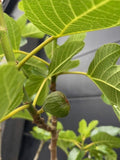 vijg ficus carica dauphine dauphiné