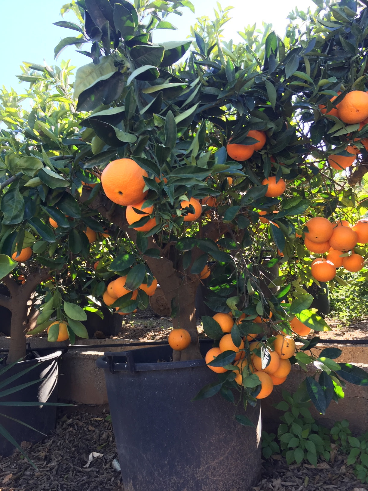 appelsien appelsienboom sinaasappelboom sinaasappel citrus
