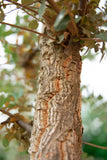 kurkeik quercus suber stamomtrek prijs boom steeneik