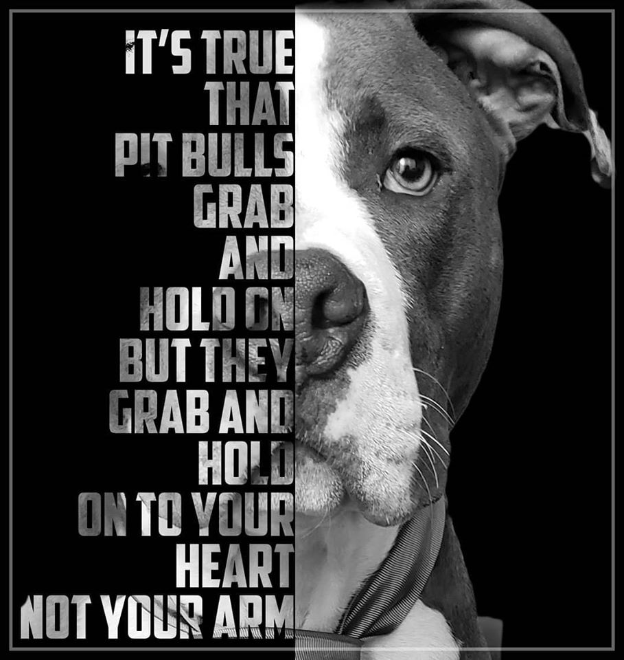 do pitbulls feel pain