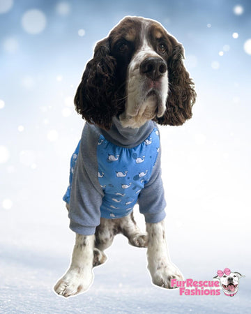 Shop Online Big Dog Clothes  Pitbull Dog accessories for sale – FurRescue  Fashions