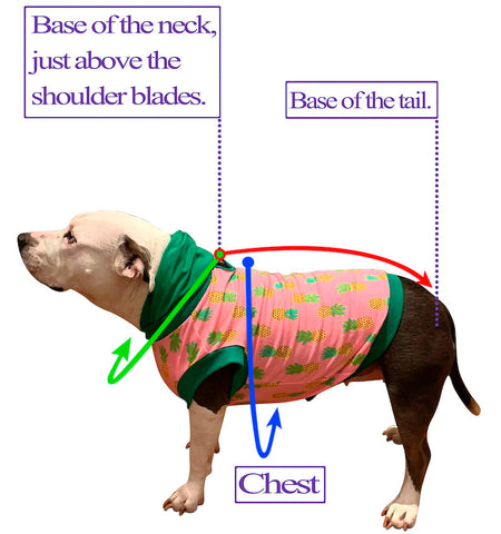 Pitbull physique for custom dog clothing