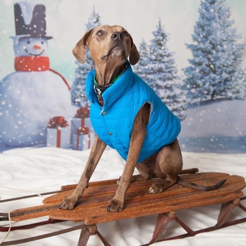 Dog on sled with winter coat on
