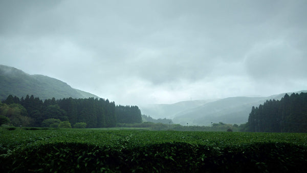 Grüntee Feld im Nebel in der Präfektur Kagoshima, Japan