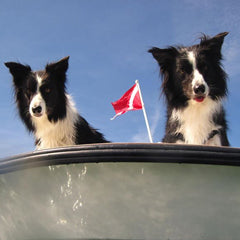 Two dogs in a boat with blue skys