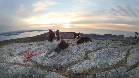 Two black and white border collies sitting on top of rocks at Cadillac Mountain with sunrise in the backround