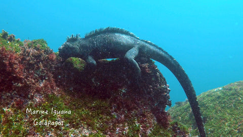 Image of a marine iquana.