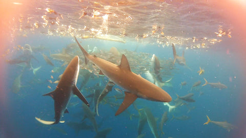 Image of sharks attacking a bait ball.