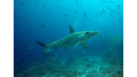 Hammer Head shark