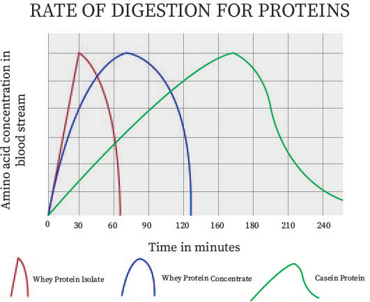 Rate of Digestion in Different Proteins