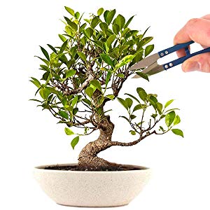 grow your own bonsai tree from seeds