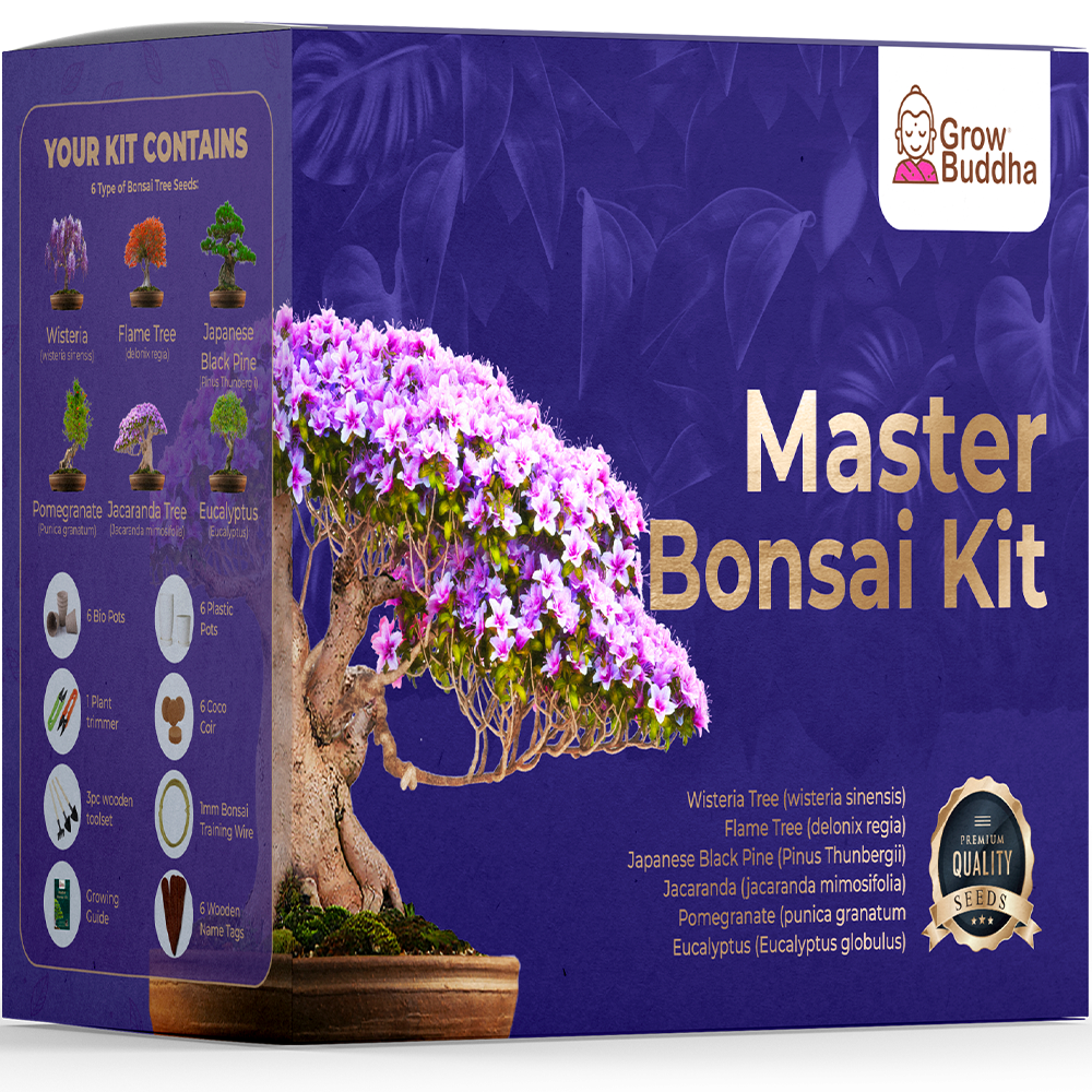 Jacaranda Bonsai Starter Kit