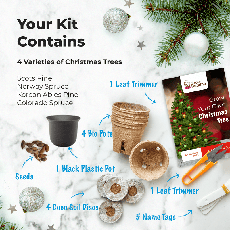 grow-your-own-christmas-tree-seeds-starter-kit-grow-buddha