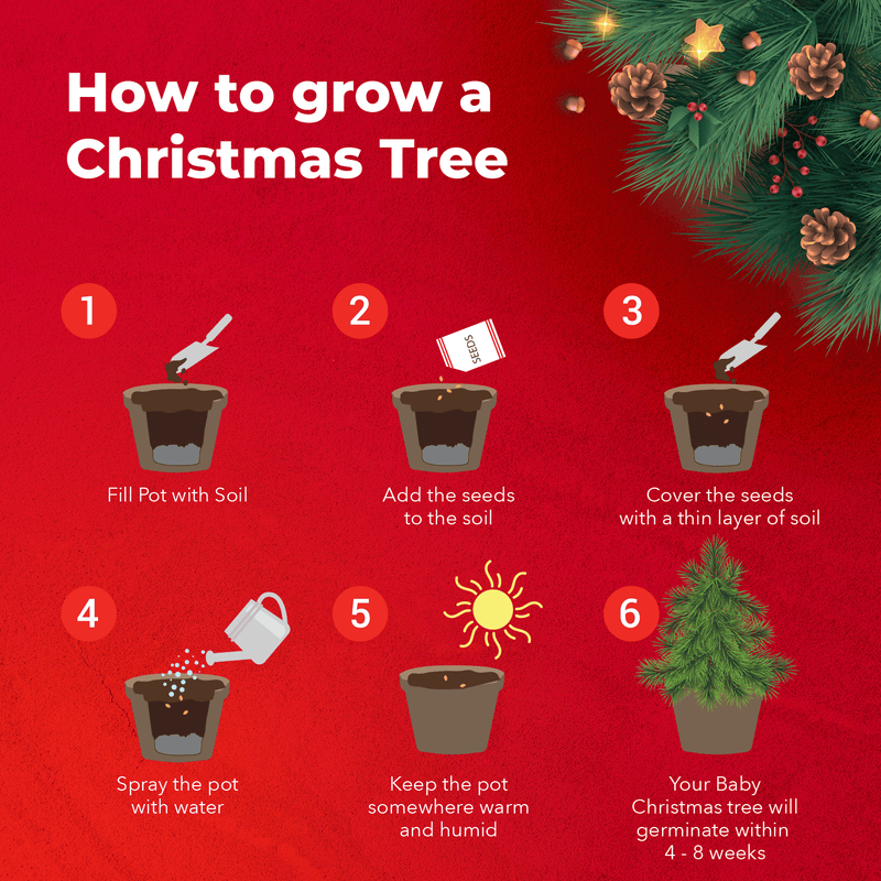 grow-your-own-christmas-tree-seeds-starter-kit-grow-buddha