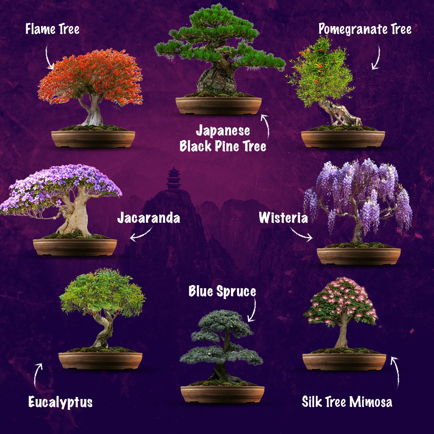 Amazing How To Grow Bonsai Trees From Seeds in the world Learn more here 