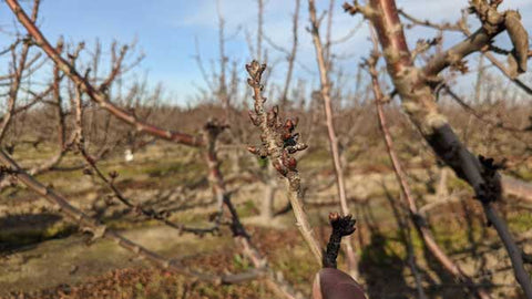 January Cherry Orchard Report