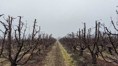 December on a Cherry Farm