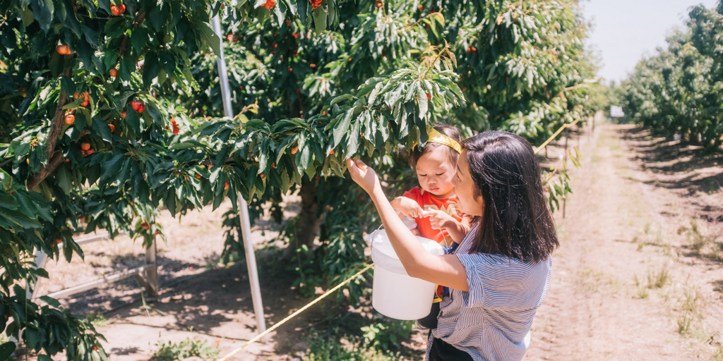 Cherry Picking In California