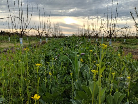 Cover Crop - Sustainable Farming Practice