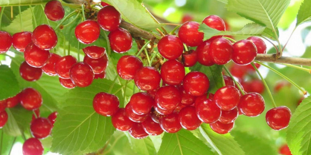 History of Tart Cherries