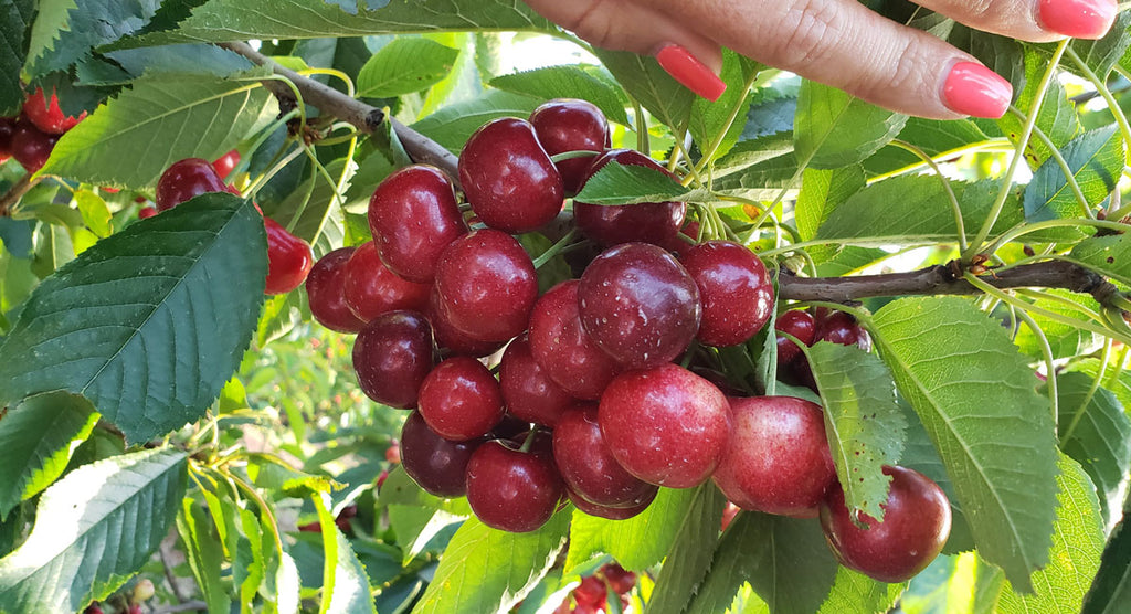 tips for picking cherries