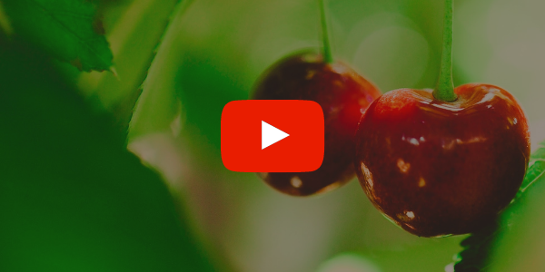 the journey of fresh cherries