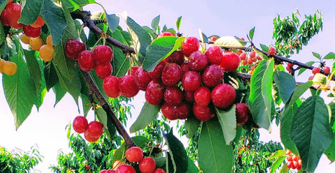 how to grow cherries