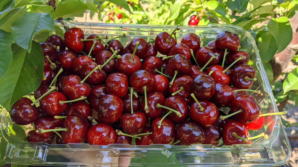 how to pick cherries from trees