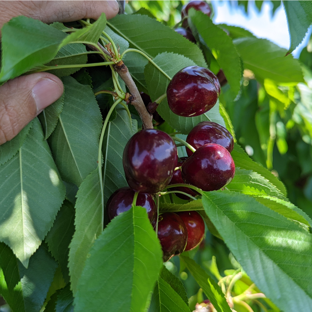 Ripe Champaign Coral Cherries