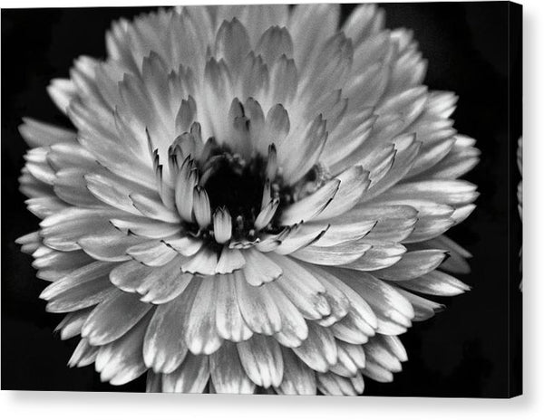 white chrysanthemum drawing