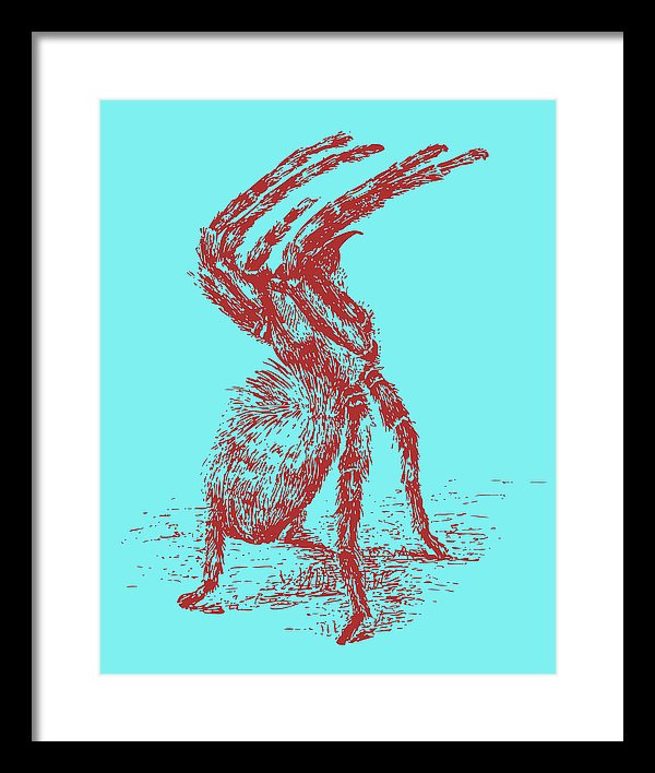 Blue and Red Tarantula Spider Illustration - Framed Print from Wallasso - The Wall Art Superstore