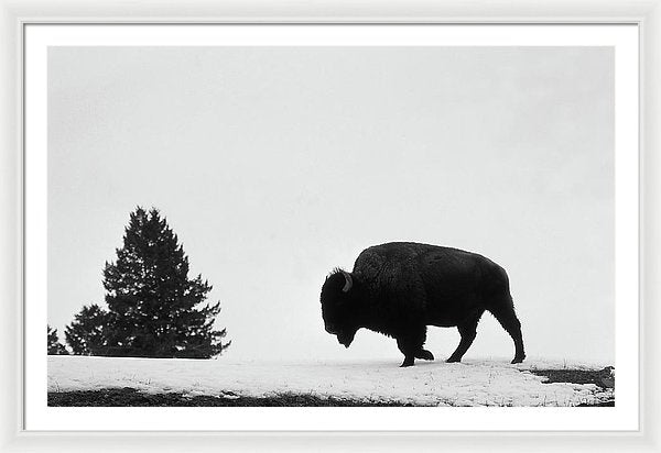 Buffalo On Hill In Snow - Framed Print from Wallasso - The Wall Art Superstore