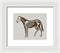 Horse Skeleton Illustration - Framed Print from Wallasso - The Wall Art Superstore