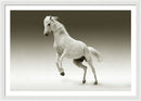 White Horse Jumping - Framed Print from Wallasso - The Wall Art Superstore