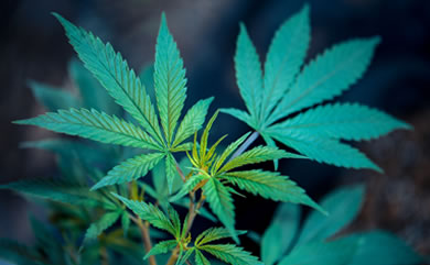 blue-green cannabis leaves on a dark background