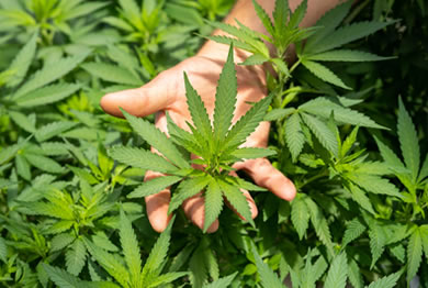 hand holding up a cannabis leaf on a farm | file name: hand-holding-cannabis-leaf