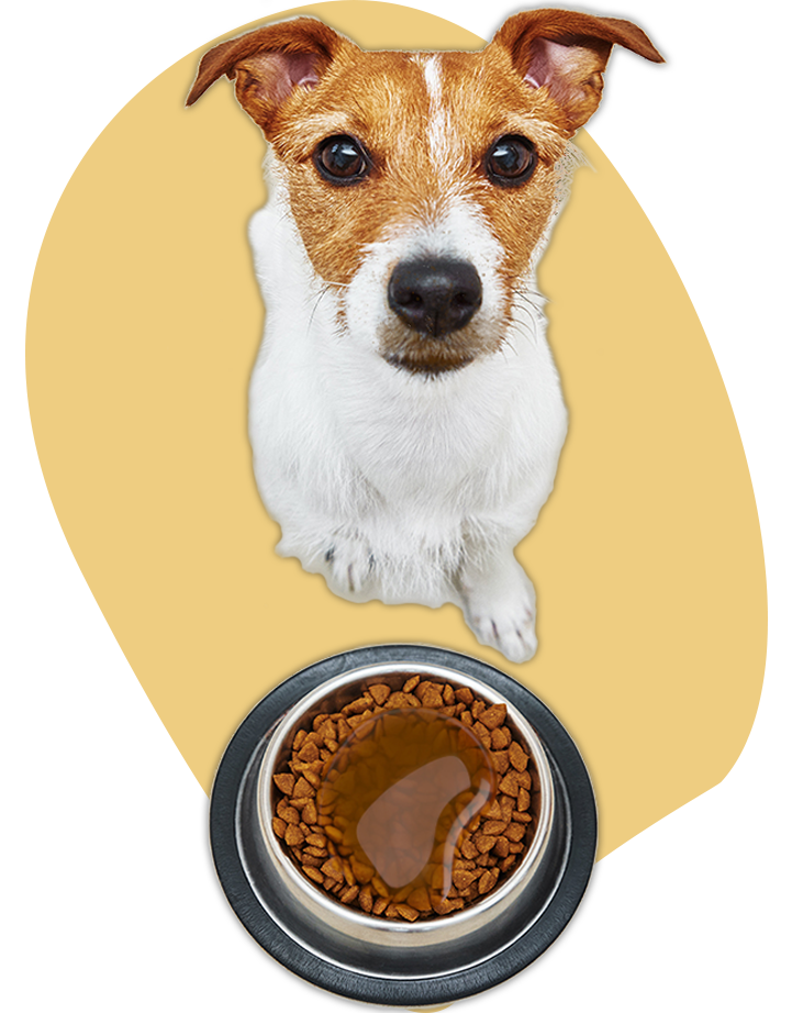 dog multivitamin gravy