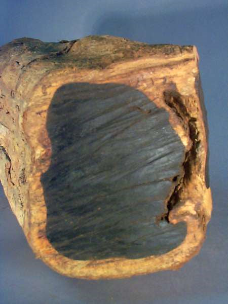 Cross Section of Ivory Wood Log