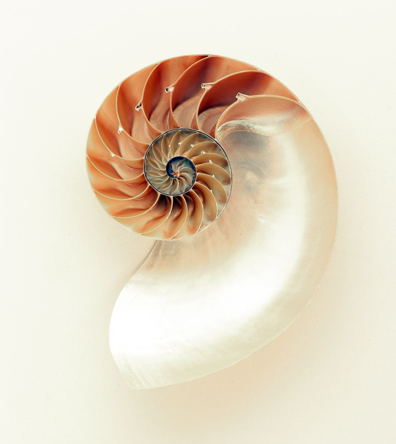 A mollusk shell lined with mother of pearl