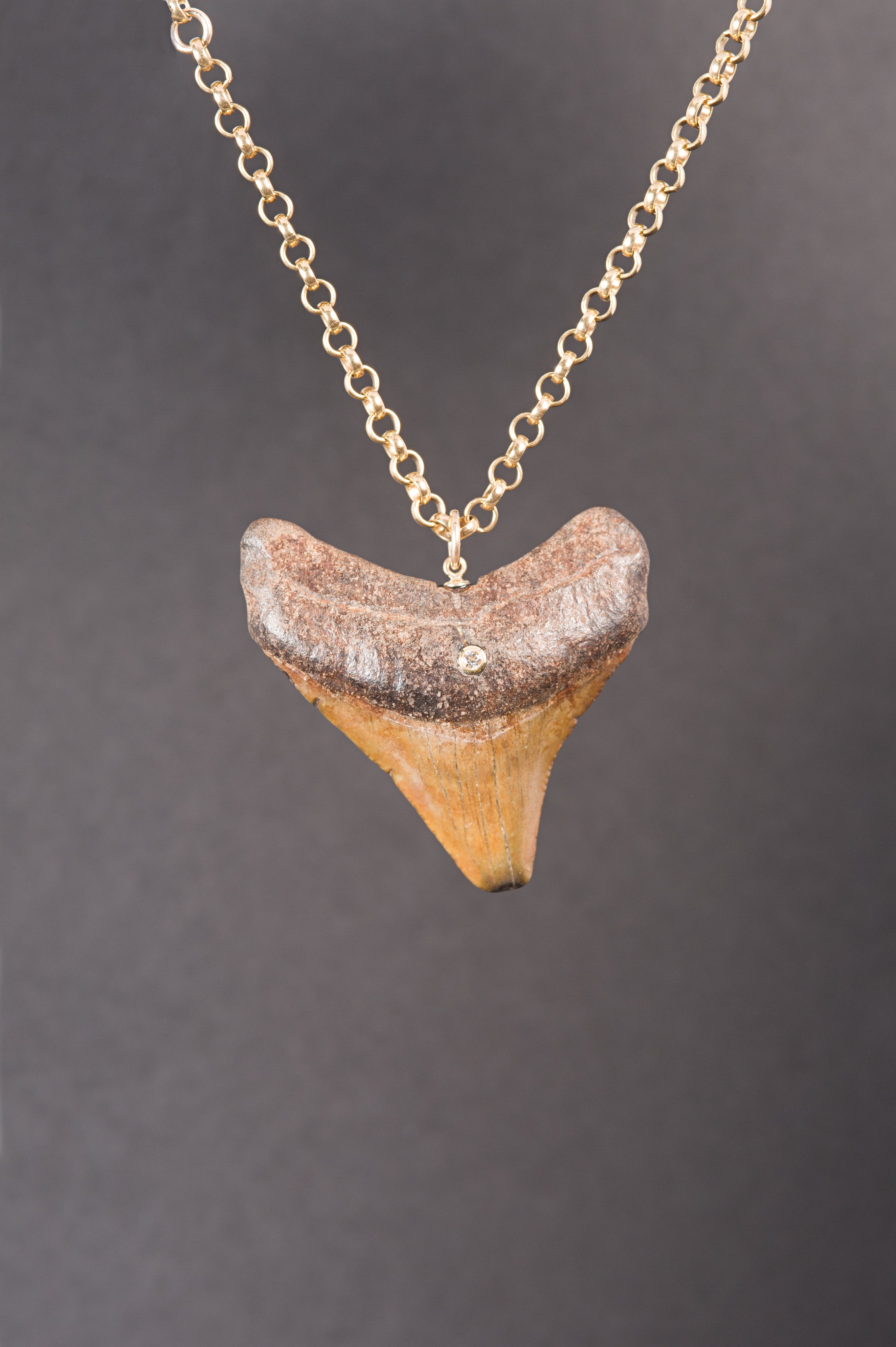 megalodon shark tooth necklace