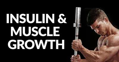 INSULIN-GLUCOSE-AND-MUSCLE-GROWTH